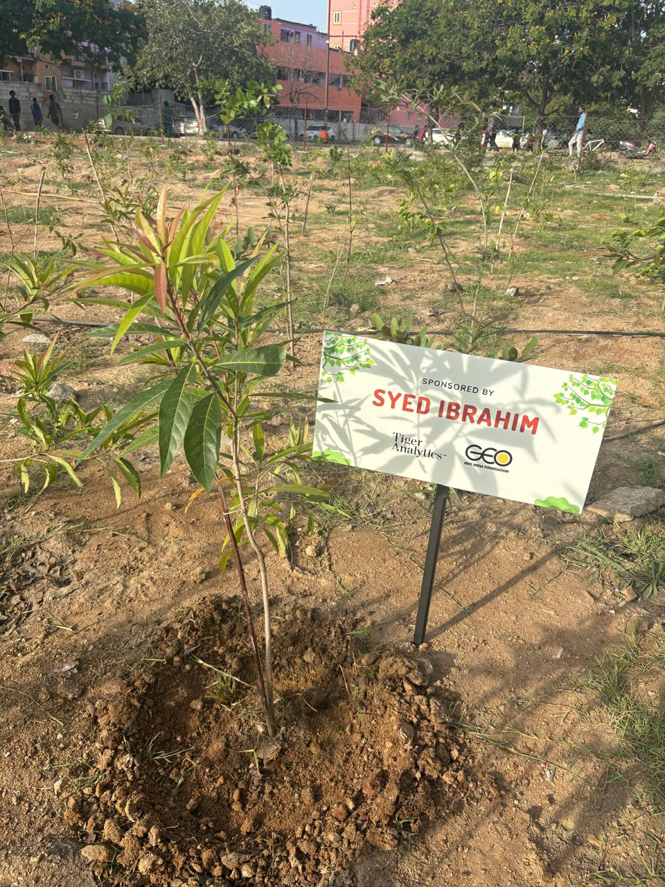 Tree Plantation 1