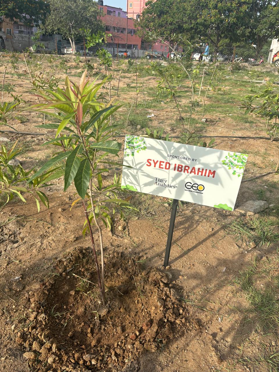 Tree Plantation Drive
